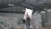Mengenaskan! Beras India dan Vietnam Menumpuk Digudang, Daeng: Itu Beras Pera, Bulog Rugi Besar Akibat kesalahan Kebijakan Impor...