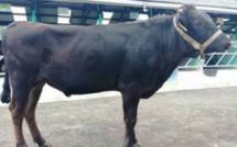 Sapi Wagyu BIB Lembang Dukung Ketersediaan Daging Premium