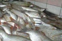 Ikan Kakap Putih Ambon Sebagai Pemenuhan Gizi Bagi Pasien COVID-19