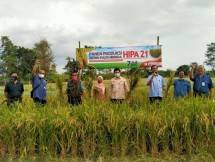 Pengembangan padi hibrida (Doc: Kementan)