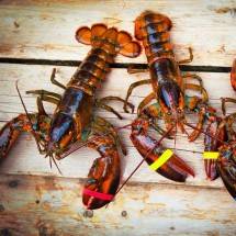 Pengelolaan Lobster Saat Ini Bisa Sejahterakan Rakyat, Fachri Hamzah: Dimasa Lalu Jangankan Ekspor, Budidaya Saja di Larang