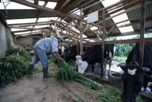 Frisian Flag Indonesia Gelar Program Renovasi Kandang dan Bantu Peternak Tingkatkan Produktivitas Sapi Perah 
