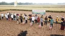 Wow, Cilacap Perluas Areal Tanam Kedelai