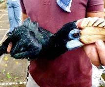 Combating Illegal Wildlife Trade (CIWT)