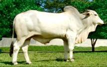 Sapi Ongole asal Tulang Bawang Lampung