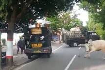 Sapi kurban di Blitar mengamuk akhirnya dilumpuhkan dengan timah panas oleh petugas, Kamis (30/7/2020).(Istimewa) 