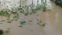 Lahan yang terdampak banjir (Doc: Kementan)