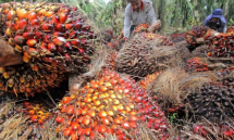 Terbaru, Harga CPO Lampaui Threshold USD750/MT! Pemerintah: BK CPO USD 93/MT