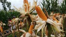 Dear Pak Mendag, Harga Jagung di Pasar Menggila Lho...