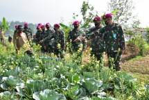 Korps Marinir Serbu Persawahan di Cipanas Terkait Tingkatkan Ketahanan Pangan