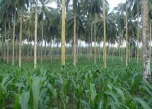 Dongkrak Produksi Jagung, Kementan Optimalkan Lahan di Bawah Tegakan Kelapa