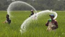 Ilustrasi Petani Pupuk (Photo by Klik Hijau)