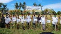 Kegiatan panen di Kabupaten Barru (Doc:Kementan)
