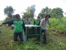 Hari Orangutan Sedunia, Saatnya Selamatkan Ruang Hidup Primata Endemik Indonesia