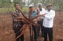 Gunungkidul Optimis Produksi Ubi Kayu Mampu Capai Target