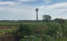 Rumah Burung Hantu di tengah sawah pemangsa hama tikus