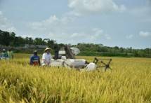Hamparan padi di Kabupaten Kebumen, Jawa Tengah