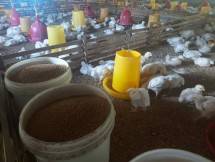 Melihat Peternakan ayam dengan pola kemitraan