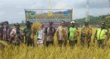 Pangandaran Panen Padi Bebas Residu, Harga Lebih Menguntungkan