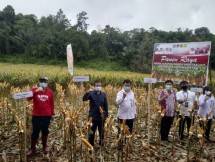 Minahasa Panen Jagung Hibrida Hasil Korporasi Kementan
