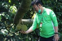 Bersama Kementan, Warso Farm Siap Kembangkan 13 Hektar Lahan Buah Naga dan Durian