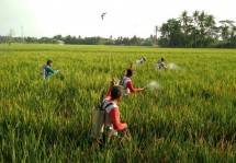 Petani menyemprotkan cairan pembasmi hama di sawah