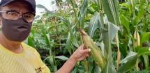 Ketua MWA UI Saleh Husin Panen Jagung
