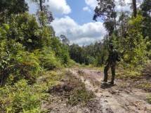 Progres Pembangunan Jalan Libatkan Satgas TMMD Kodim 1205 Sintang