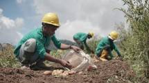 Lawan Resesi! Maind Potato Libatkan Petani Milenial Perkuat Ketahanan Pangan