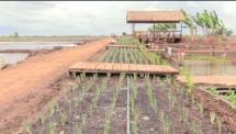 Lahan rawa yang ditanami buah dan sayur