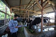 Perlunya Peningkatan Peranan Peternak Sapi Perah untuk Jaga Ketahanan dan Keamanan Pangan