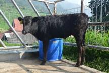 Sapi Wagyu, Penuhi Kebutuhan Daging Indonesia