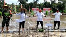 Pemda Kabupaten Landak tanam padi