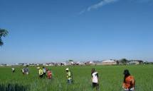 Petani sedang membasmi hama di sawah
