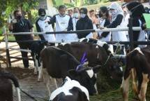 Bertahan di Tengah Pandemi, Kementan Apresiasi Peternak Sapi Perah di Jakarta