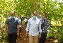 Kementan Dorong Investasi Jagung Rendah Aflatoksin di Gunung Kidul