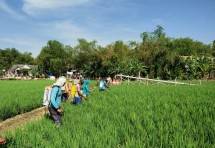Petani sedang menyemprotkan pembasmi hama ke padi