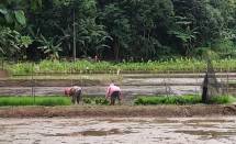 Berhasil Atasi Keong Mas, Pertanaman di Lebak Jalan Terus