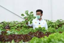 Mentan YSL: Hadapi Pandemi, Harus Kreatif dan Produktif