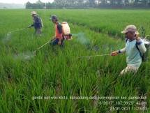 Petani membasmi organisme pengganggu tanaman