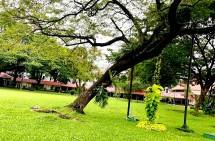 Pemandangan Pohon Pohon di Istana Merdeka