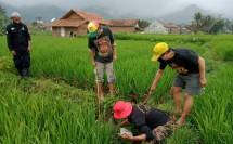 Petani membasmi hama tikus di persawahan