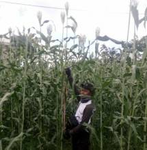 Petani di tanaman Sorghum