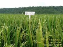 Petani Halmahera Siap Panen Padi Unggulan Bantuan Moeldoko, Petani: Terimakasih Jenderal, Kami Siap Panen