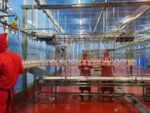 Rumah Potong Ayam Baru Beroperasi, WMU Genjot Produksi 10x Lipat 