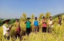 BKP Yakin PT Pertani Mampu Serap Gabah 300 Ribu Ton Saat Panen Raya