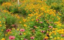 Tanaman Refugia berfungsi sebagai tempat berlindung, sumber pakan (nektar/pollen) dari serangga 