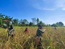  Satgas Yonif 642 Panen Padi