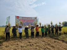 Panen raya para petani bersama Kodim Pekalongan