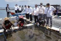 Menteri Trenggono Takjub, Usaha Lobster Bisa Meraup Untung Sebesar Rp250 Juta.